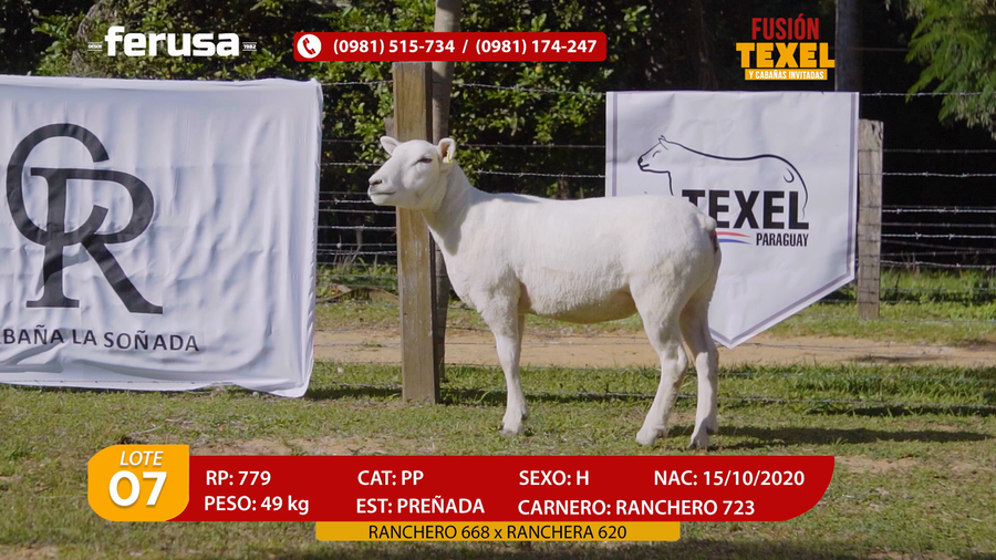 Lote Lote 7