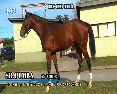 Lote SR. PUMBA