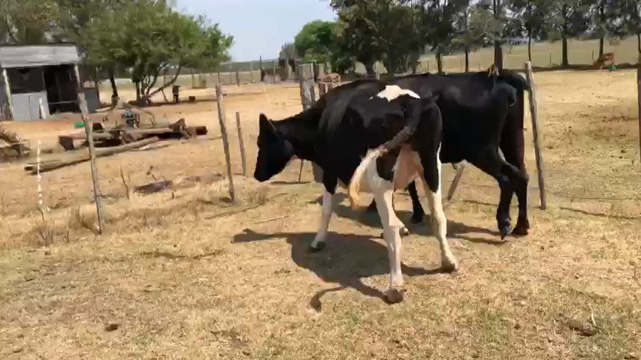 Lote 2 Vacas de Invernada Holando a remate en Pantalla Camy - Liquidación de Estancia en Rincon de la Torre