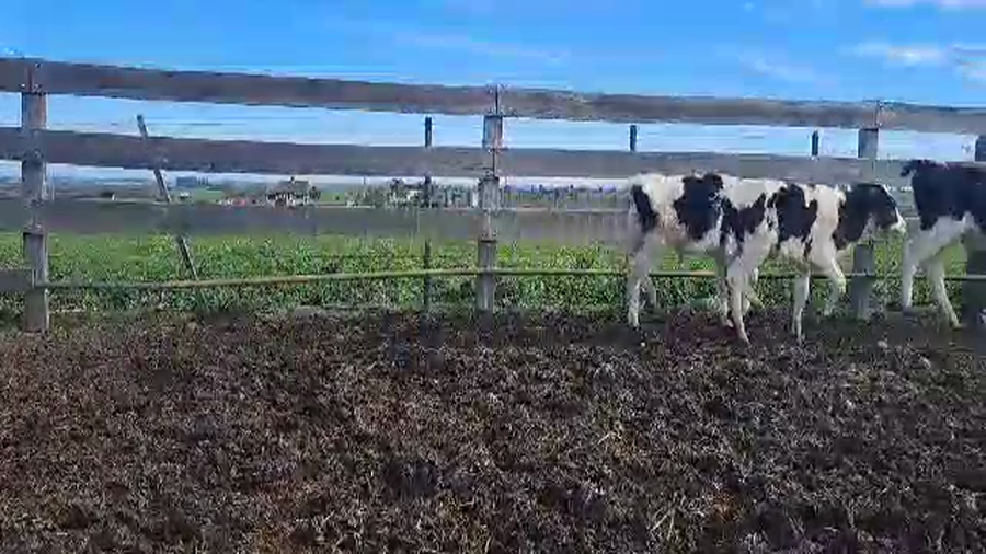 Lote 12 Terneros
