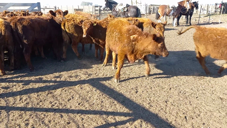 Lote 51 Terneras en Huanguelen, Buenos Aires