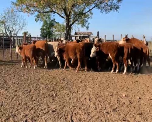 Lote TERNEROS