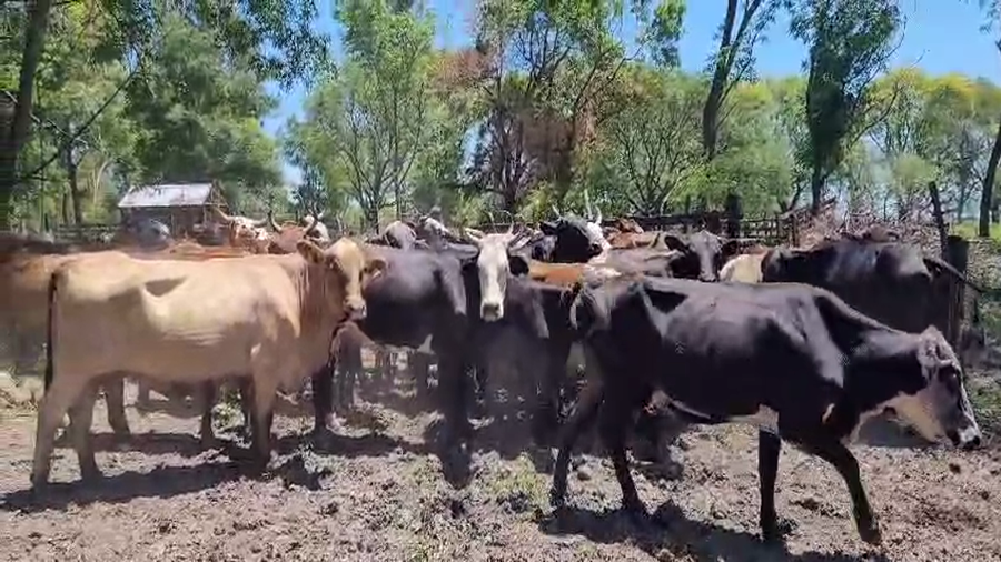 Lote 50 Vacas de invernar en Chaco, Basail