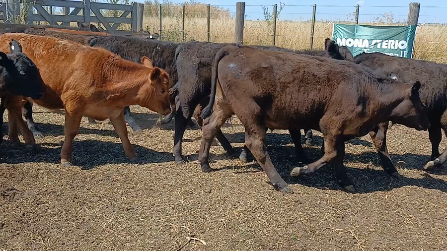 Lote 26 Terneros en Rauch