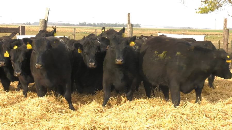 Lote Vaquillonas PC Negras Preñadas