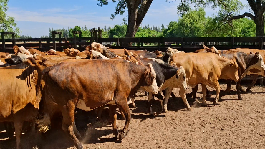 Lote 45 Vaquillonas C/ gtia de preñez