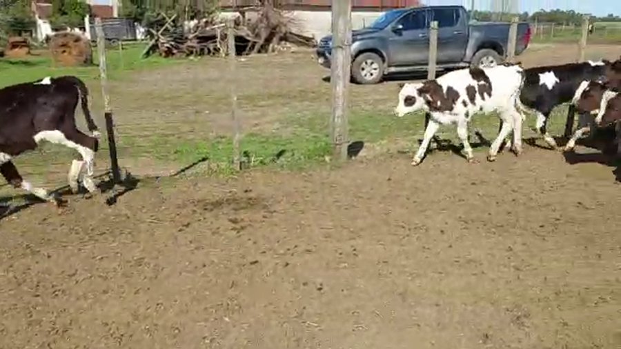 Lote 30 Terneros HOLANDO a remate en PANTALLA CAMY - SAN JOSE  1500 VACUNOS 90kg - , San José