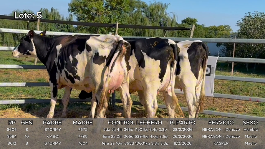 Lote Vacas