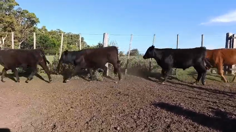 Lote 70 Terneros en Buenos Aires, Las Flores