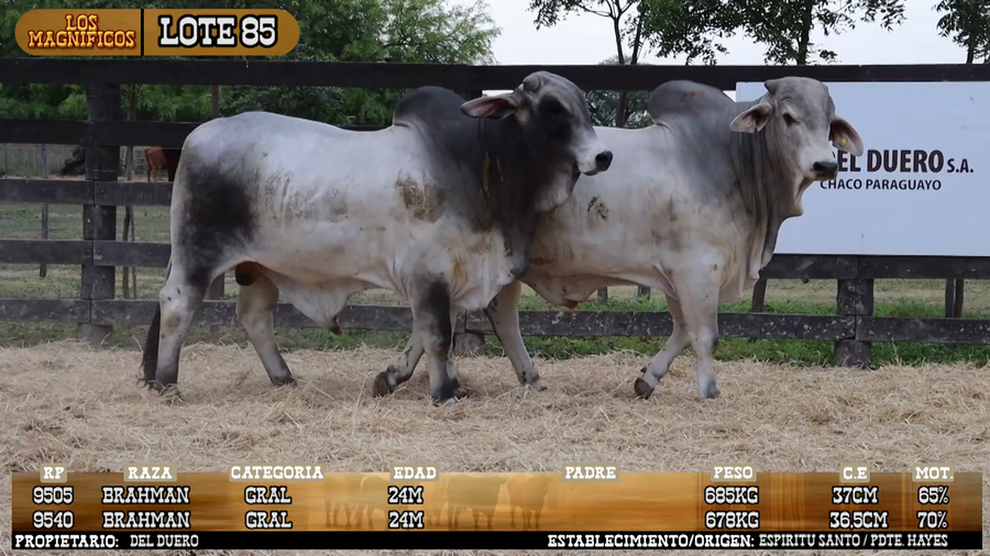 Lote LOTE 85 - PANTALLA