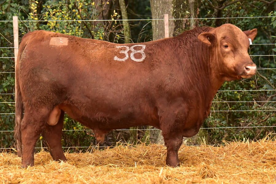 Lote TOROS ANGUS PC