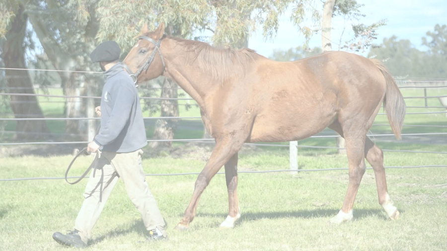 Lote UPDATE (EASING ALONG - UPPER HAND) Preñez de VERIFYING