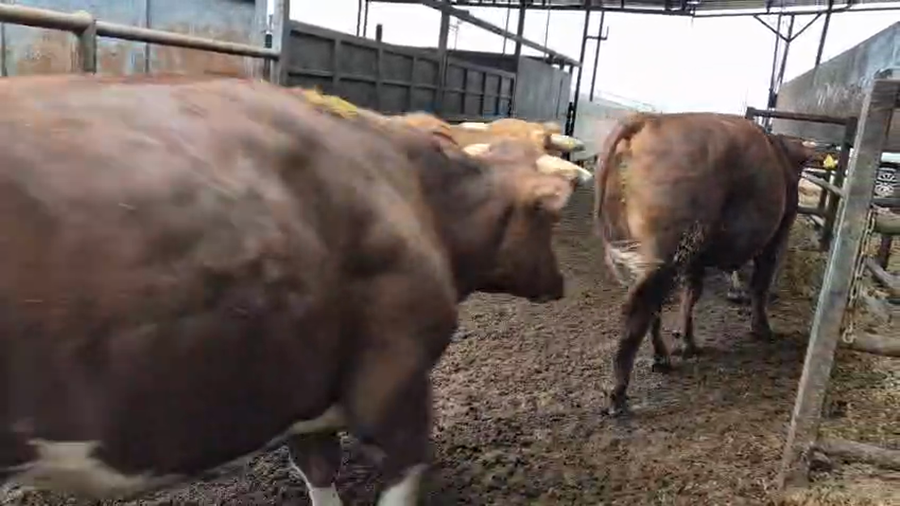 Lote 20 Novillo Gordo en Linares, VII  Región Maule