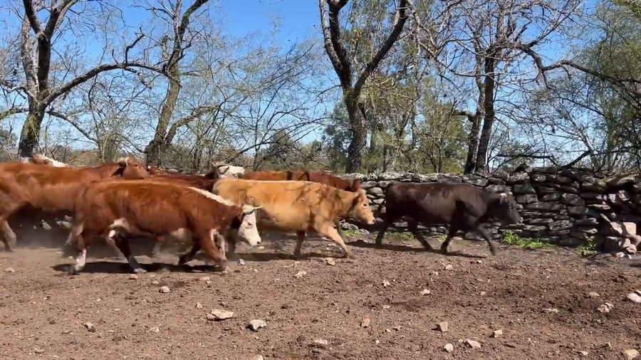 Lote Vacas de Invernada