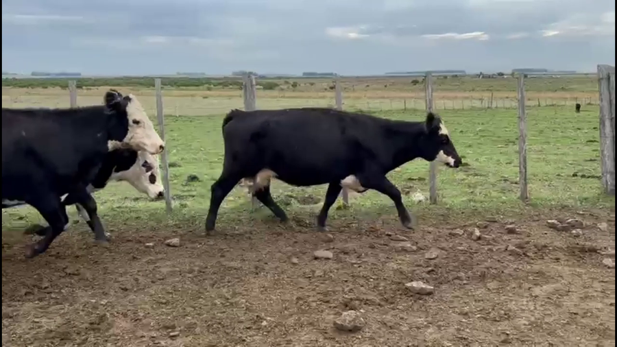 Lote VACAS PREÑADAS