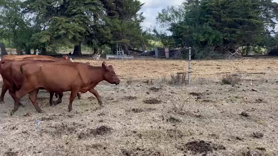 Lote 12 Piezas de cría en Colonia