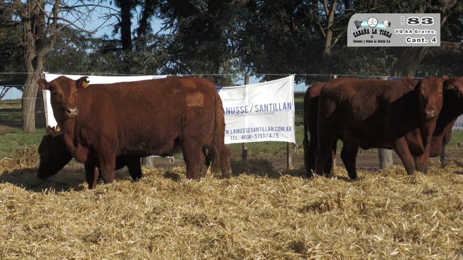 Lote VAQUILLONAS GENERALES PARICION OTOÑO