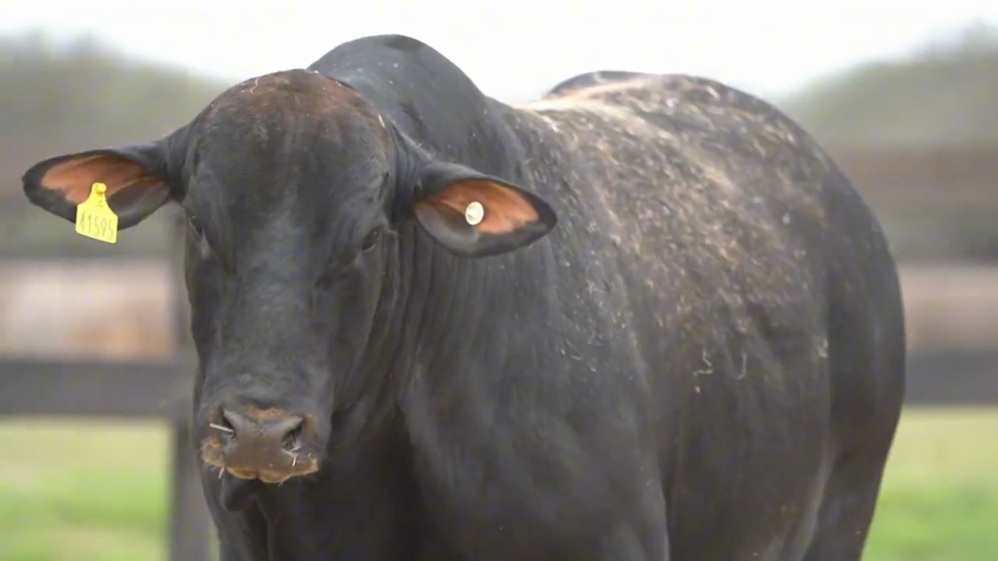 Lote Toros Brangus