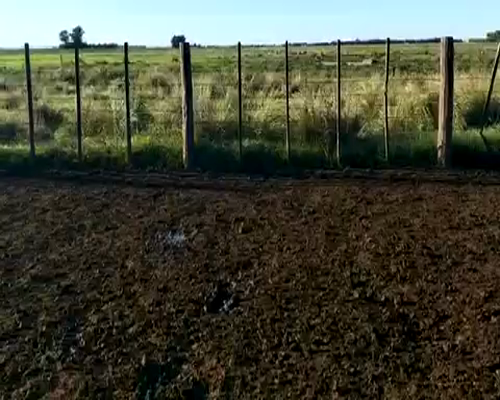 Lote 79 Novillitos en Coronel Dorrego, Buenos Aires