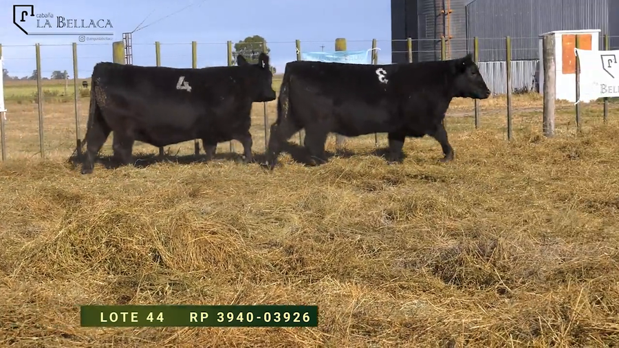 Lote VAQUILLONAS  P.P.