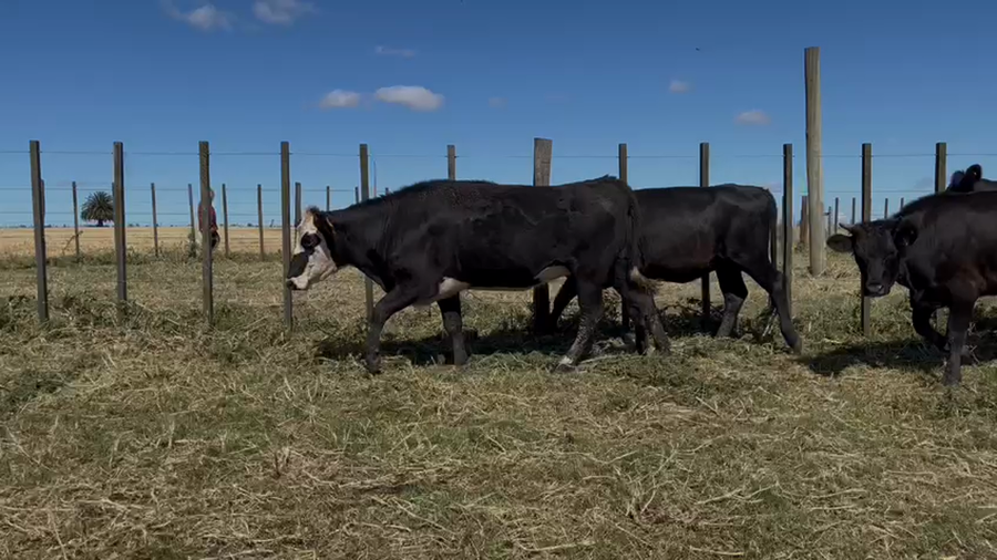 Lote Vaquillona Entoradas
