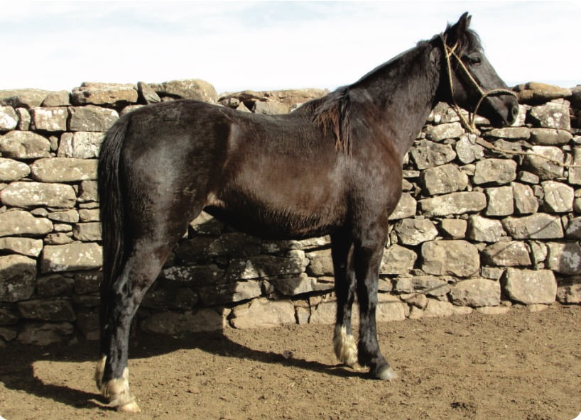 Lote CARIOCA GAITERA