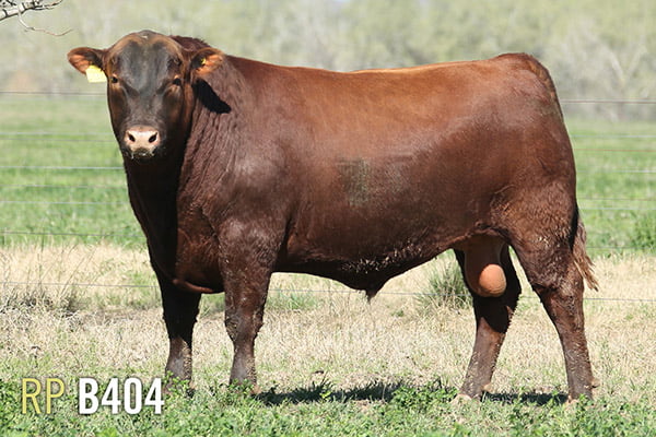 Lote 3 TOROS PUROS DE PEDIGREE