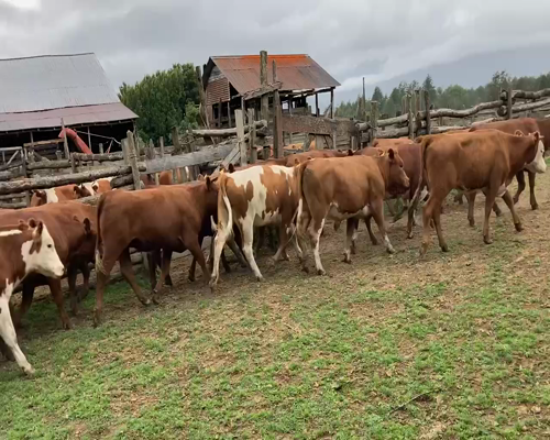 Lote 37 Vaquilla Engorda en Aysén, XI Región Aysén