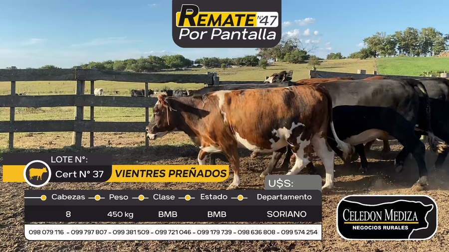 Lote 8 Vientres Preñados en Cardona, Soriano