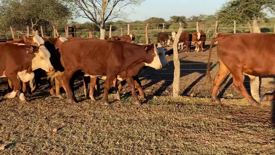 Lote 44 Novillos en Mercedes, Corrientes