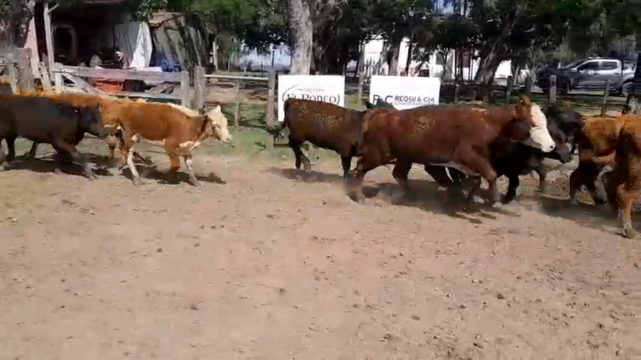 Lote 66 Terneras