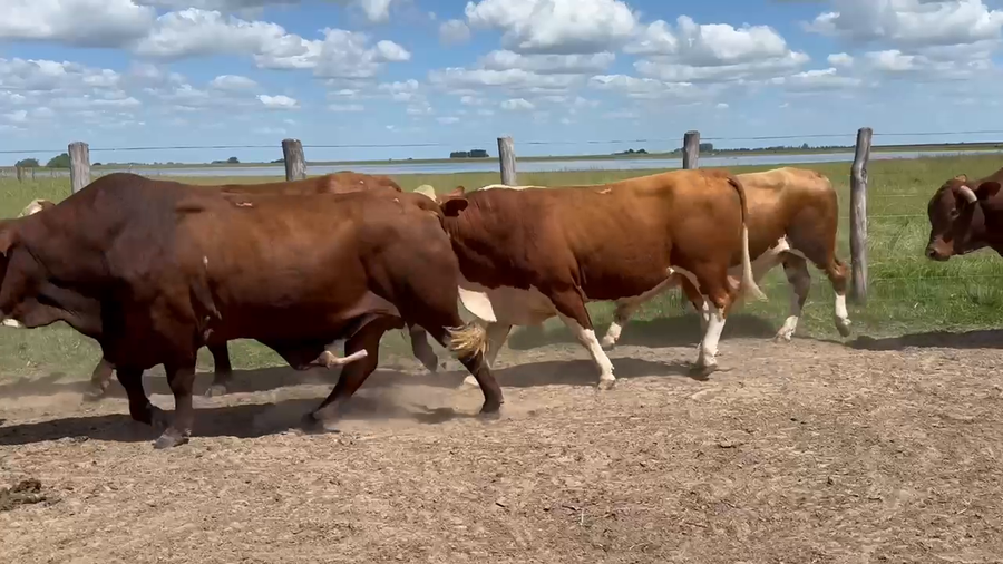 Lote 25 Toros en Corrientes, Yataití Calle