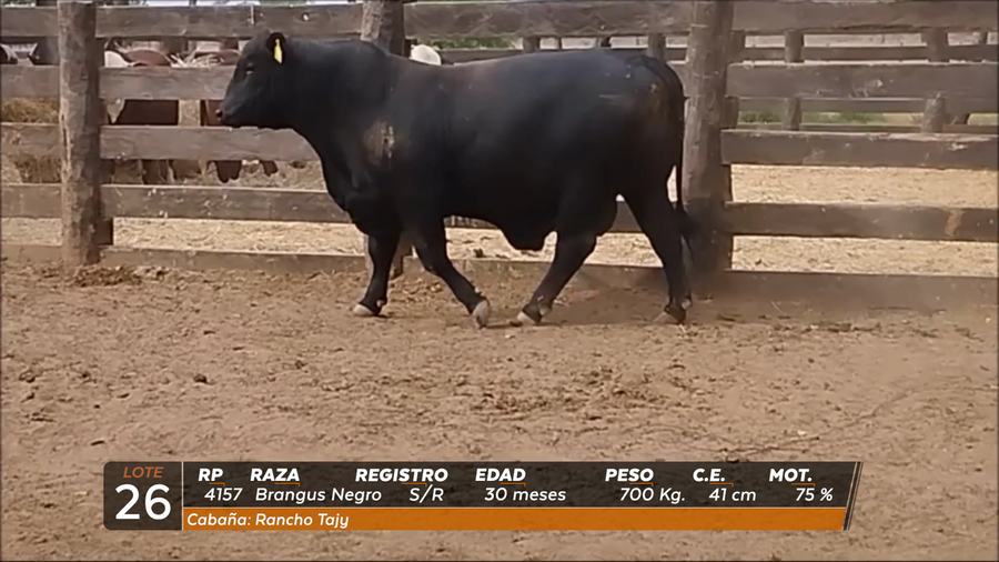 Lote Toro