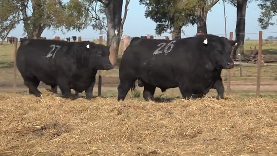 Lote Toros PC Cabaña Tres Molinos