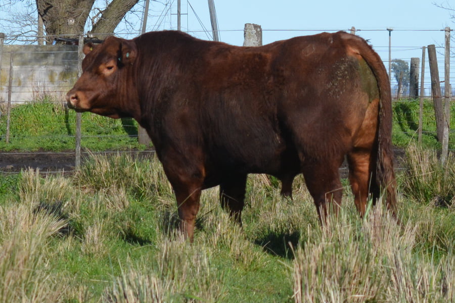 Lote Toros PC