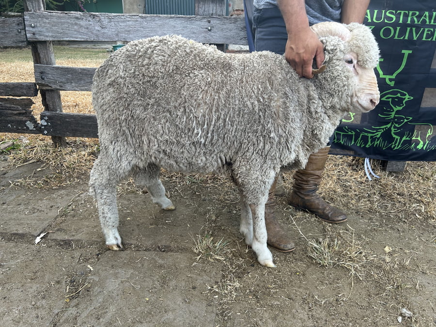 Lote Borrego 2D (MO: Si)