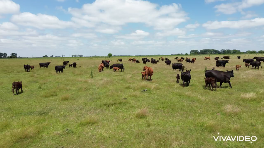 Lote 110 AL CTE NUEVAS