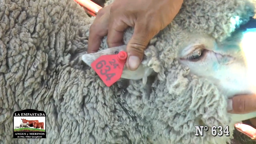Lote CARNEROS MERINO AUSTRALIANO