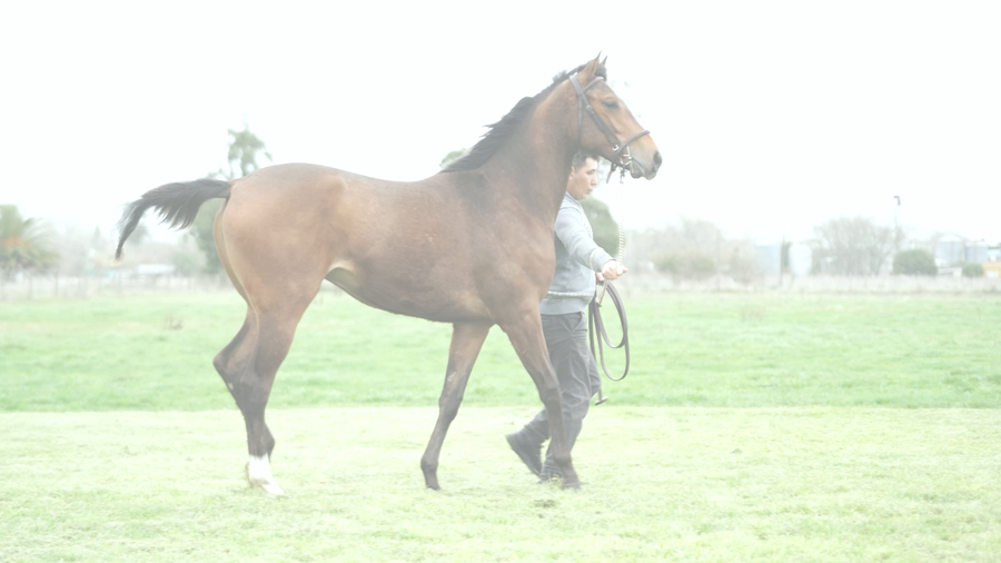 Lote POTRI NIK (NICODEMUS -  POTRI CATEDRATICA)