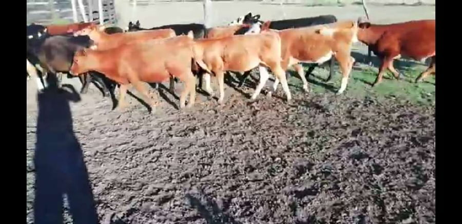 Lote 35 Terneros/as en Villaguay, Entre Ríos