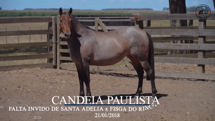 Lote Candeia Paulista