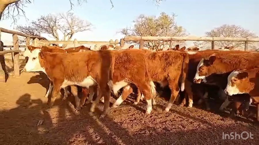Lote 70 Terneros en Corrientes, Tabay
