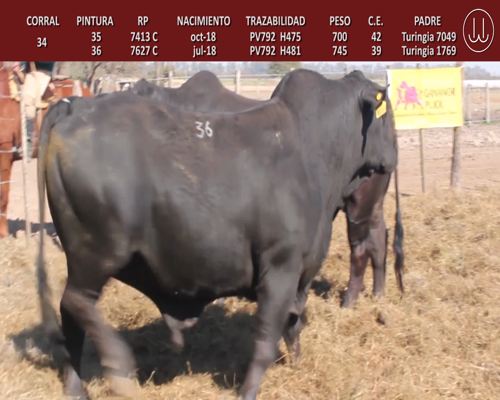 Lote TOROS BRANGUS DE CABAÑA LA TURINGIA