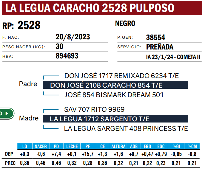 Lote VAQUILLONAS ANGUS  PP