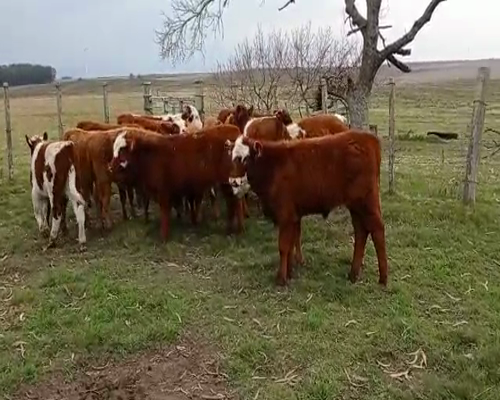 Lote 16 Terneras ANGUS Y HEREFORD 160kg - , San José