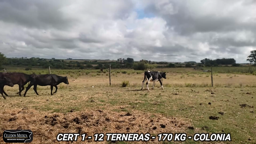 Lote 12 Terneras en Estanzuela, Colonia
