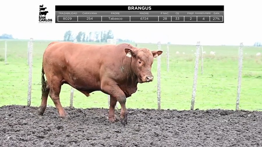 Lote Toros a remate en La Magdalena y San Carlos, Artigas