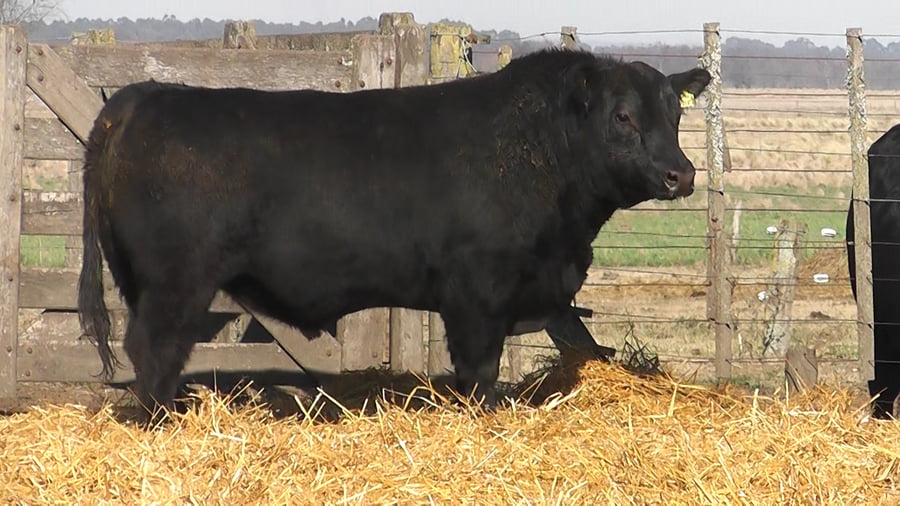 Lote TOROS PUROS POR CRUZA