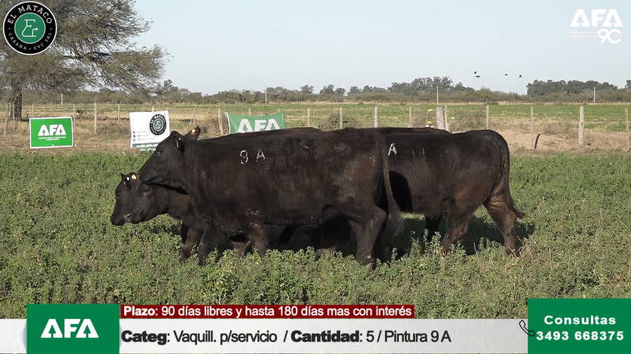 Lote """EL MATACO"" VAQUILLONAS PARA SERVICIO