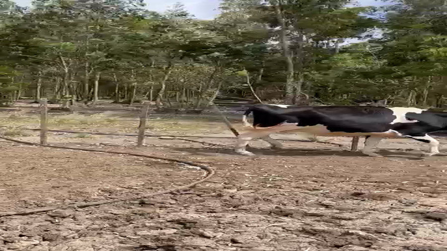 Lote 4 Vaq Preñadas, Flores